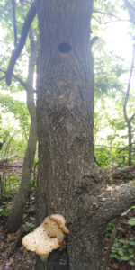 Старое дерево с дуплом